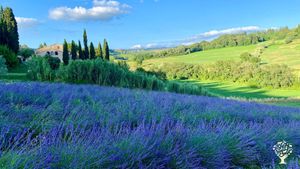 Canonica di Luco Lavender Farm