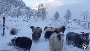 Small organic sheep farm by the ocean