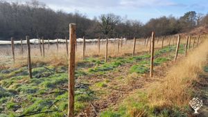 Verger à petits fruits dans les Monts d'Arrée