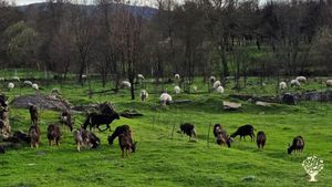 Goats and sheep, grazing