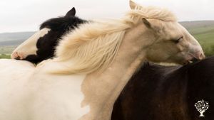 Remote Smallholding & Horse-riding Adventures in West Scotland