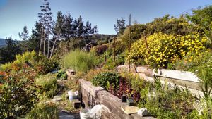 Vegetable&nbsp;garden and small orchard on a beautiful hillside near Monterey, California