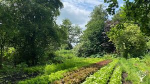 Gemüse- und Obstanbau im norddeutschen Moor/Vegetable and fruit cultivation in the North German moor