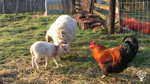 Ferme avec potager, brebis, poules, chiens, chats...et enfants !!