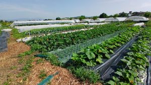 Somos el equipo Soilik, cooperativa de Horticultura Ecológica Regenerativa