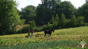 Ferme collective biologique en traction animale