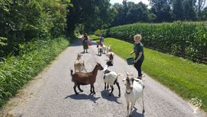 Homestead, Winery/Meadery, Animals, Vegetable & Flower Gardens, Permaculture, Community
