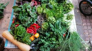 Agricampeggio, masseria didattica, associazione culturale, agroforestazione, olivicoltura, orto natu