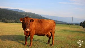 Cattle Ranch