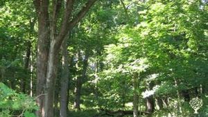 Orchards, tallgrass prairie, timber and chickens on 75 acres and a river