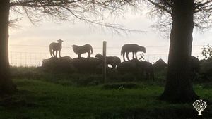 10 acre Small holding with a focus on organic practise and biodiversity