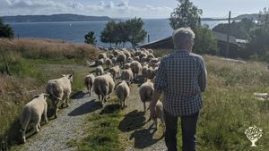 Sheep,fruit, vegetables and christmastrees on island
