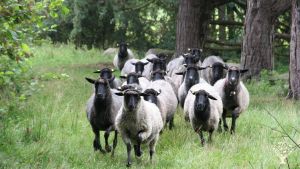 Selbstversorgerhof mit Schafen, Geflügel und Obstwiese