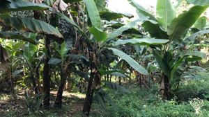 Banana trees at the farm