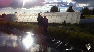 Growing organic vegetables in the northern Sweden