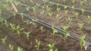 Pepper sprouts in soil blocks.
