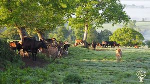 Livestock farm