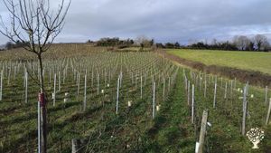 Domaine viticole, vigne de La Fouquette à Vezelay 89