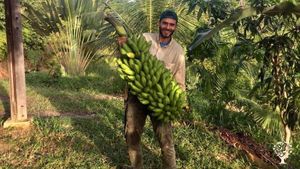Sustainable, Organic & Regenerative Agroforestry: Building a real Living from the Land in Pernambuco