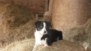 Family home and garden - rural, Agritourism Destination, Horse Ranch, Livestock Farm, Mixed Farm,…