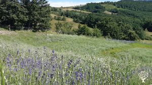 Piccola azienda agricola sull'appennino che coltiva, raccoglie e distilla piante officinali