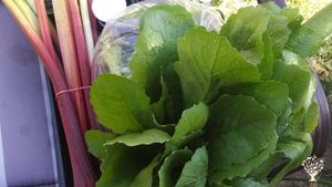Family farm on beautiful Gabriola Island. Focusing on Veggies, Fruit, and Education.
