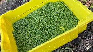 Stemmed and sorted grapes ready to press
