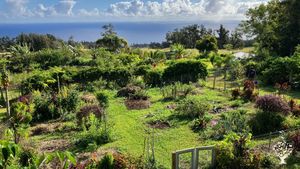 Ongoing Need: Smallholding, Orchard, Regenerative, Permaculture, 99% vegetarian