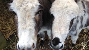 Wally and Perry - our miniature donkeys 