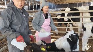 <GN129>젖소들의 쉼터/A Peaceful Sanctuary for Dairy Cows