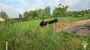 Wij leven als gezin van 5 op een woonboerderij.