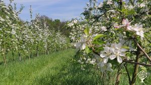 Verger Maraîcher du Pays de Fontainebleau