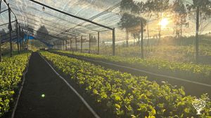 Organic arabica coffee farm