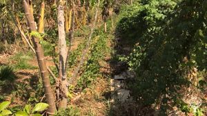 Regeneração da terra e resgate dos nossos alimentos ancestrais, tudo com muita alegria e amizade!