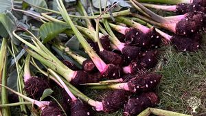 Organic growers & manufacturers of herbal body care products, and small ...