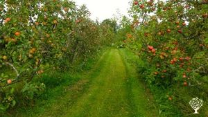 We grow 10 hectares of organic fruit and produce juice and cider from the harvest