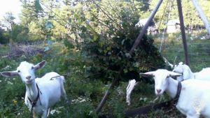 Goat dairy in a woodland, and mountain blueberries
