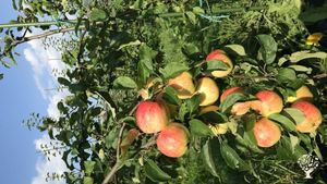 Family farm, Community farm