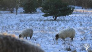 Natural grazing with goats, horses, cows and sheep