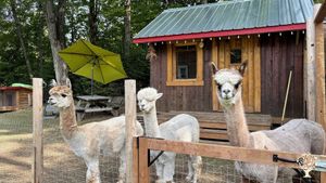 Alfre, Romuald et Alphonse dans leur enclos de jour, l'endroit parfait pour prendre son café.