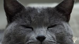 Frutteto, Azienda agricola, Produzione ortaggi, Olivi