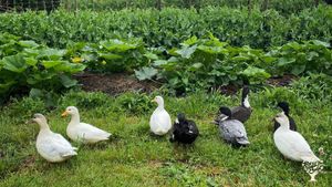 Our little call ducks 