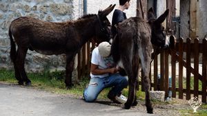 Ernest et Sally, nos anes