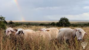 Our small herd of dairy ewes.