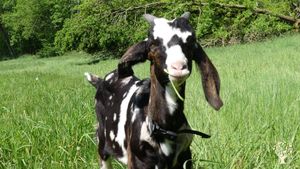 Hofgemeinschaft mit Tierhaltung, ökologischem Obst- und Gemüseanbau, Wildnisschule