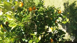 Family home and garden - rural, Educational Centre, Orchard