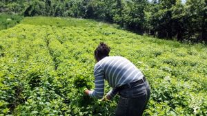 Azienda agricola produttrice di erbe officinali e frutti di bosco