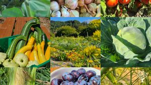 35-acre diversified production farm on a small island in the Columbia River