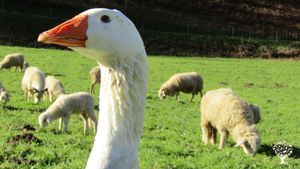 Petite ferme de montagne ,troupeau laitier, potager, acceuil d'enfants
