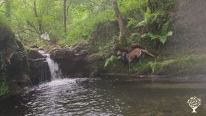 Lugar cerca de casa donde refrescarse ! Río Pisueña